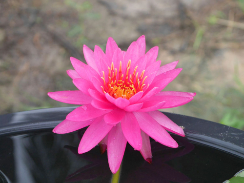 Seerose - Tan Khwan